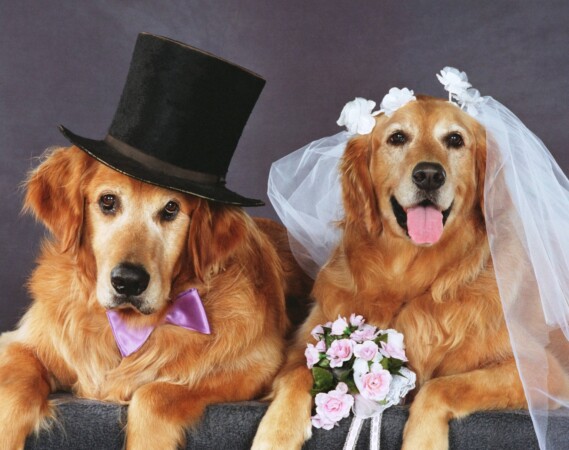 dogs in wedding attire