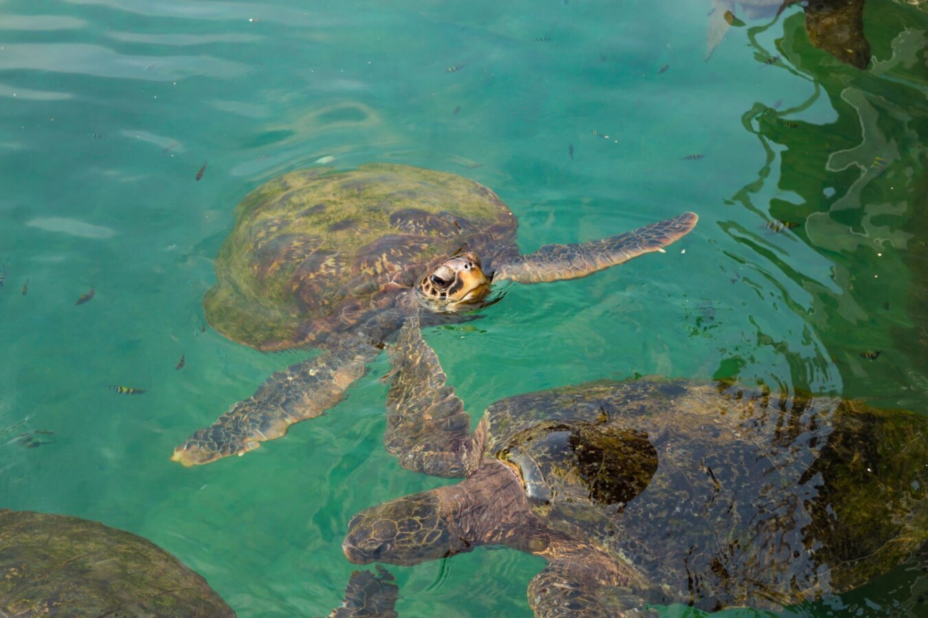 sea turtles on south padre isaland
